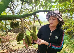 Công an điều tra vụ vườn sầu riêng của nông dân bị kẻ gian phá hoại