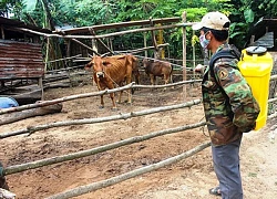 Hữu Lũng: Ngăn chặn bệnh lở mồm long móng trên đàn gia súc