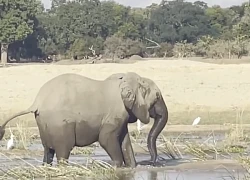 Khi loài voi châu Phi không còn vui tính, cá sấu cũng chỉ là "thú nhồi bông"