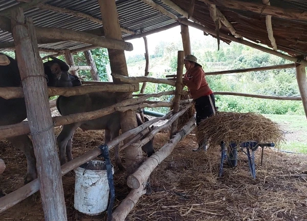 Mang Yang thêm một xã có gia súc mắc bệnh lở mồm long móng