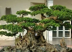 Cây bonsai là gì? Ý nghĩa phong thủy của từng dáng cây bonsai