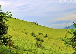 Bình yên thảo nguyên Cốc Sâm