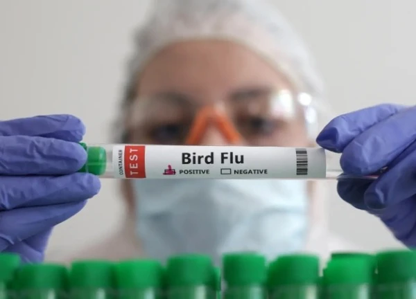 Lưu ý của WHO về virus cúm A/H5N2