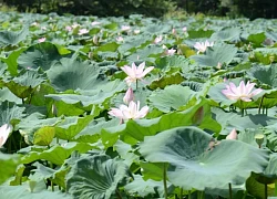 Thơm ngát mùa sen tháng 6 ở Hà Tĩnh