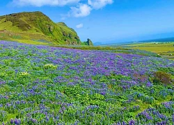 Hè sang, đi Iceland ngắm hoa lupin nở rộ