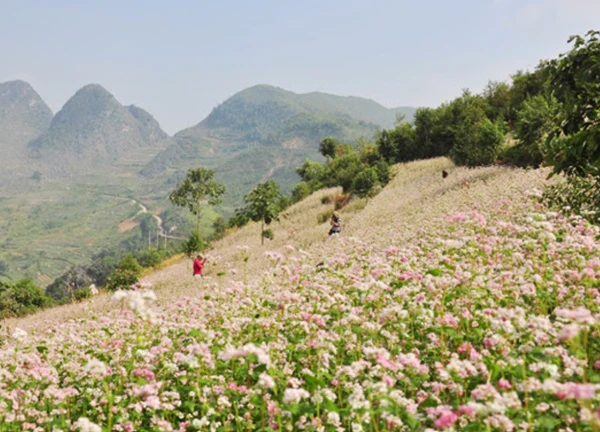 Những địa điểm "săn" hoa tam giác mạch đẹp nhất tại Hà Giang