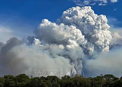 Cháy rừng đe dọa hệ sinh thái độc đáo tại Brazil