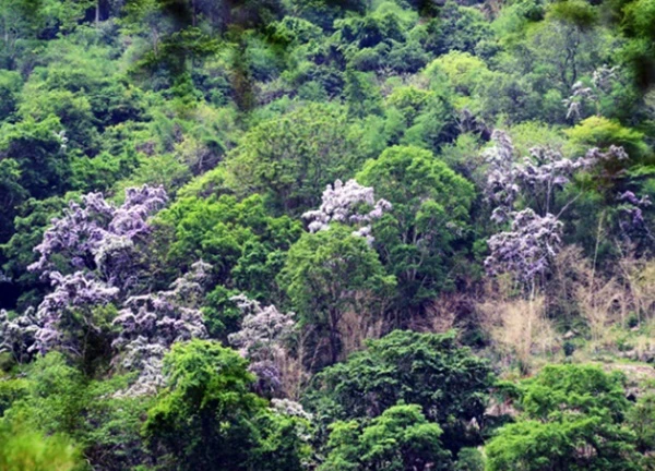 Bằng lăng rừng nở rộ, tím ngắt những triền núi An Giang