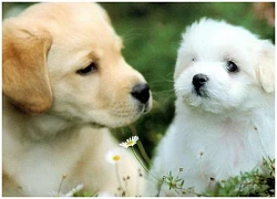 2 ngày liên tiếp (17/6 &#8211; 18/6/2024): 3 con giáp &#8216;chuột sa hũ nếp&#8217; hứa hẹn sự viên mãn về tiền tài và thành công.
