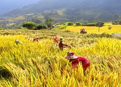 Gìn giữ di sản ruộng bậc thang ở Hà Giang