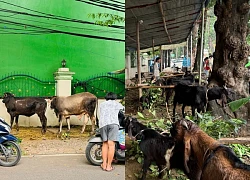 Idul Adha-dịp lễ của đức tin và sự chia sẻ trong xã hội Hồi giáo Indonesia