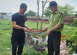 TP Hồ Chí Minh: Người dân bắt được kỳ đà vân quý hiếm bò vào nhà