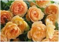 Tử vi 12 cung hoàng đạo ngày 17/06: Xử Nữ khó khăn, Thiên Bình may mắn