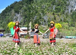 Về cao nguyên đá nở hoa