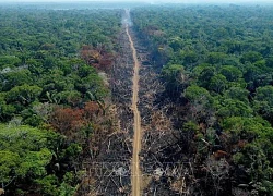 Brazil kiên quyết chấm dứt nạn phá rừng Amazon