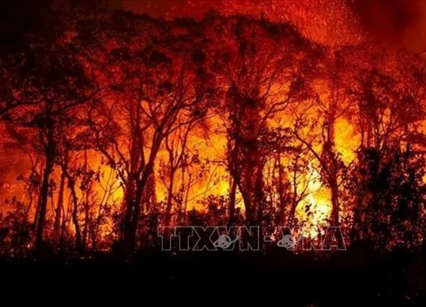 Brazil ban bố tình trạng khẩn cấp do cháy rừng