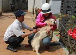 Con chó cắn nhiều người ở Đắk Lắk dương tính virus bệnh dại