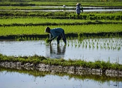 Indonesia cân nhắc mua công ty gạo Campuchia để tăng nguồn cung