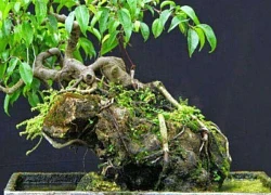 Top 20 cây bonsai mini để bàn đẹp nhất, hợp phong thủy