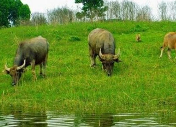 Trong 30 ngày tới: Một con giáp ăn no lộc trời phất lên như diều gặp gió, 1 con giáp đen đủ đường