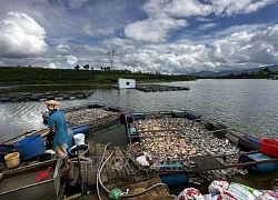 Xác định nguyên nhân cá chết hàng loạt tại Bảo Lộc