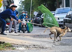 Hiểm họa từ nuôi chó thả rông