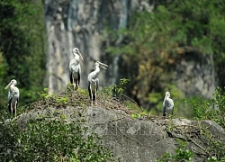 Đắm say Tam Cốc trong mùa lúa xanh ngút ngàn