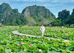 Chẳng phải tự nhiên nhiều người rủ nhau về Ninh Bình vào tháng 6: Đây chính là mùa đẹp nhất trong năm ở Cố đô!