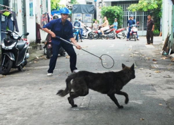 Chó dại nặng 15 kg tấn công nhiều người ở Hà Nội