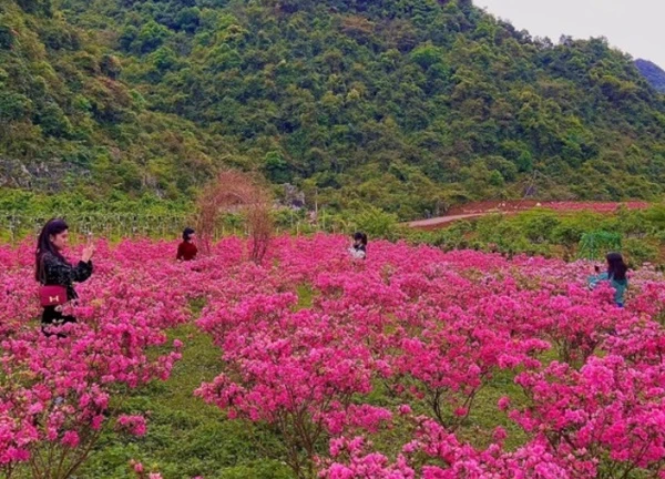 Khám phá vườn hoa đỗ quyên tại Trùng Khánh