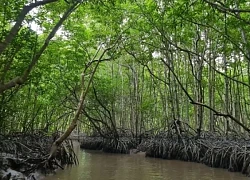 Những điều đặc biệt ở Đảo Khỉ Cần Giờ (TP. Hồ Chí Minh)