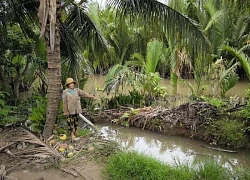 Bến Tre: Xây dựng bờ bao chống ngập gây sạt lở, thiệt hại cho người dân