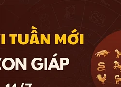 Tử vi ngày mới 12 con giáp ngày 8/7/2024: Sửu mất tập trung, Thìn kinh doanh online.