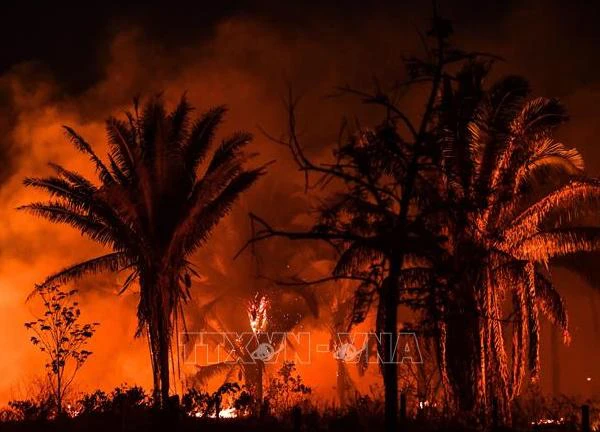 Brazil: Nỗ lực dập tắt cháy rừng ở vùng đầm lầy Pantanal