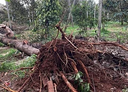 Đắk Lắk: Chủ động phòng ngừa, ứng phó, khắc phục hậu quả thiên tai