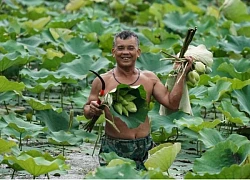 Mùa sen trắng chào hè ở xứ Nghệ