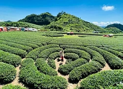 2 ngày 1 đêm khám phá Mộc Châu mùa mận chín