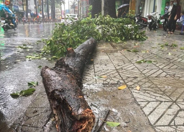 Bạc Liêu: Mưa dông gây đổ cây xanh, nhiều người đi đường bị thương