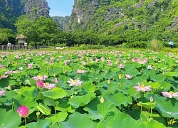 Kinh nghiệm chụp ảnh đẹp ở đầm sen Hang Múa, Ninh Bình ngày nắng nóng