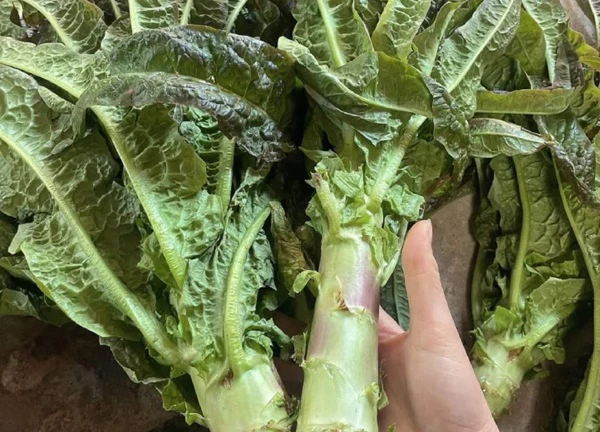 Loại rau dễ trồng giúp thải độc, ngừa ung thư