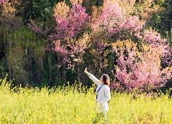 Mùa hoa tớ dày khoe sắc trên Mù Cang Chải, Yên Bái