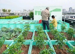"Trồng rau trên mái nhà" trở thành xu hướng: Mỗi người thuê 1m2 đất cũng đủ rau ăn cả tuần