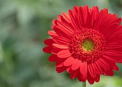 5 năm tới đây, 3 con giáp đón thời vận tới không cản nổi, hưởng phú quý hết phần thiên hạ