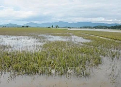 Đắk Lắk: Hơn 1.180 ha lúa Hè Thu và hoa màu bị ngập lụt, nguy cơ mất trắng