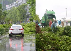 Hàng loạt cây bật gốc nằm ngang đường ở Quảng Ninh sau bão số 2