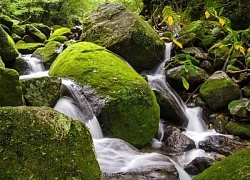 Khám phá đảo Yakushima, dấu tích còn lại của một khu rừng cổ ôn đới