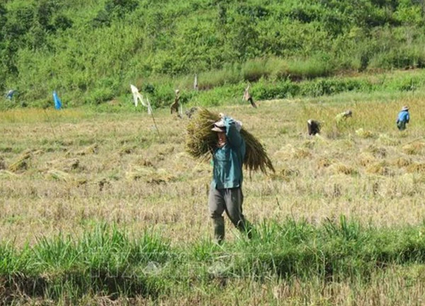 'Mùa vàng' ở thung lũng Măng Ri