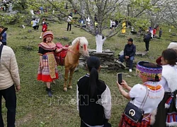 Chiêm ngưỡng con đường hoa lê dài nhất Việt Nam