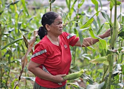 Công an Lâm Đồng thông tin về vụ việc &quot;vay 270 triệu, trả hơn 4 tỷ đồng&quot;