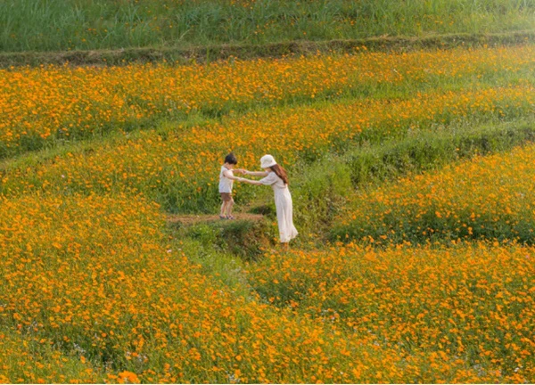 Ngọn đồi ngập tràn hoa cánh bướm đẹp thơ mộng như phim gây "sốt" ở Hòa Bình